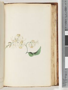 Pagina 152. Una pianta rampicante che si intreccia con gli alberi da Unknown artist
