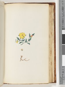 Pagina 153. Pianta non identificata da Unknown artist