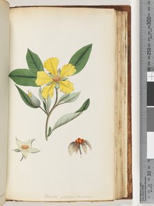 Pagina 154. Hibbertia volubilis / Fiore di Guinea di Andrews da Unknown artist