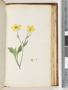 Pagina 156. Pianta non identificata