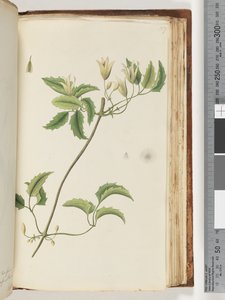 Pagina 157. Pianta non identificata da Unknown artist