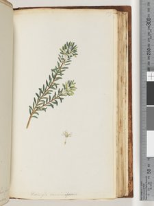 Pagina 159. Westringea rosmariniformis da Unknown artist