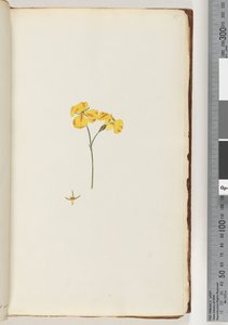 Pagina 15. Pianta non identificata da Unknown artist