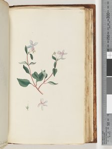 Pagina 160. Pianta non identificata da Unknown artist