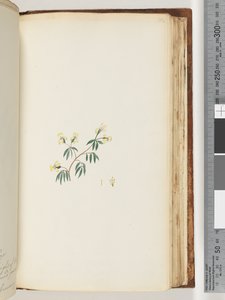 Pagina 162. Pianta non identificata da Unknown artist