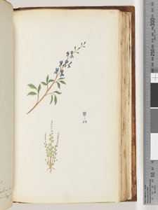 Pagina 163. Pianta non identificata da Unknown artist