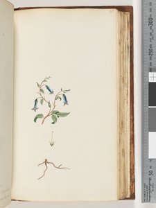Pagina 165. Pianta non identificata da Unknown artist