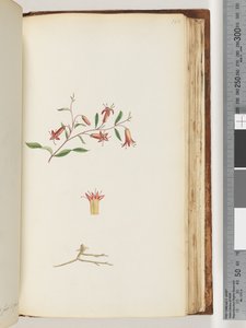 Pagina 166. Pianta non identificata da Unknown artist