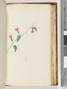 Pagina 167. Pianta non identificata