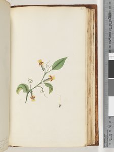 Pagina 168. Pianta non identificata da Unknown artist