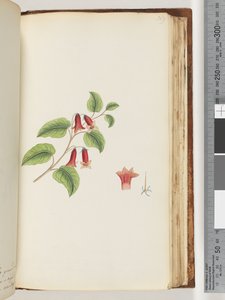 Pagina 169. Pianta da fiore senza nome da Unknown artist
