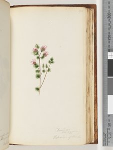 Pagina 170. Decandria monogynia. Kalmoides di Banks da Unknown