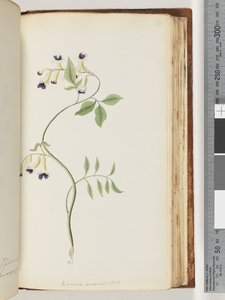 Pagina 171. Bignonia australis H.K da Unknown artist