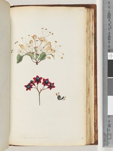 Pagina 172. Volkameria scandens / L