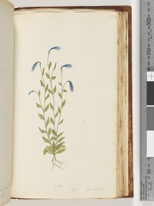 Pagina 173. Violetta. Pigia, Decandolli da Unknown artist