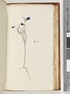 Pagina 174. Pianta non identificata da Unknown artist