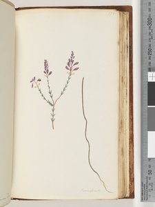 Pagina 175. Comaspernia da Unknown artist