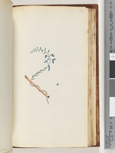 Pagina 177. Pianta non identificata da Unknown artist