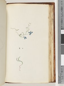 Pagina 178. Pianta non identificata da Unknown artist
