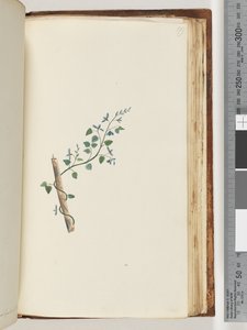 Pagina 179. Pianta non identificata da Unknown artist