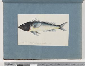 Pesce non identificato da Unknown artist