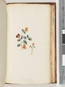 Pagina 180. Platylobium formosum / Pisello piatto bello da Unknown artist