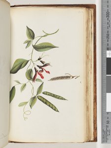 Pagina 182. Pianta non identificata da Unknown artist