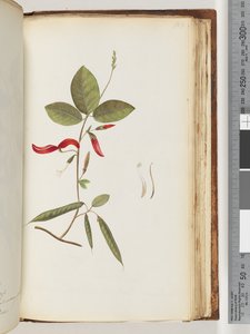 Pagina 183. Piante non identificate da Unknown artist