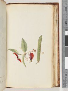 Pagina 184. Rampicanti o Caprifogli da Unknown artist