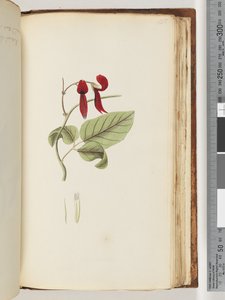 Pagina 185. Pianta non identificata da Unknown artist