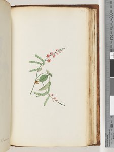 Pagina 186. Pianta da fiore, una rampicante da Unknown artist