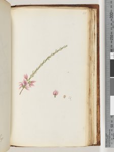 Pagina 188. Pianta non identificata da Unknown artist
