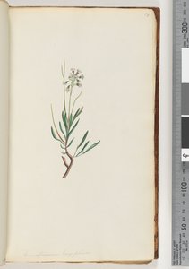 Pagina 18. Conospermum longifolium da Unknown artist