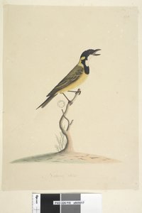 Pagina 18. Dimensione naturale Golden Whistler Pachycephala pectoralis, maschio, 1791-92 da Unknown artist