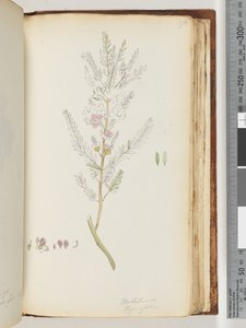 Pagina 190. Melaleuca thymifolia / Mirto di Timo da Unknown artist