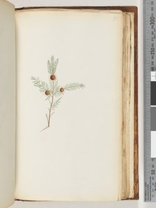 Pagina 191. Pianta non identificata