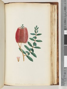 Pagina 193. Melaleuca hypecifolia da Unknown artist
