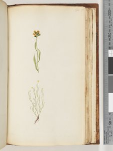 Pagina 194. Pianta non identificata da Unknown artist