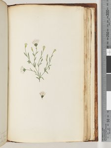 Pagina 196. Pianta non identificata da Unknown artist