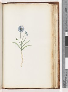 Pagina 198. Pianta non identificata da Unknown artist