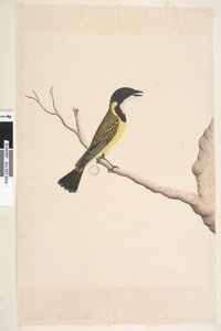 Pagina 19. Aprile. Fisignato dorato Pachycephala pectoralis, maschio da Unknown artist