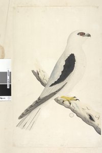Pagina 1. Elanus axillaris Elanus notatus, 1791-92