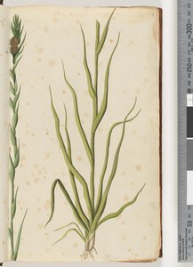 Pagina 1. Philydrum lanuginosum da Unknown artist
