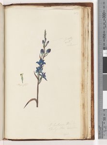 Pagina 203. Credo che sia Thelymitra ixioides / Orchidea del sole maculata da Unknown