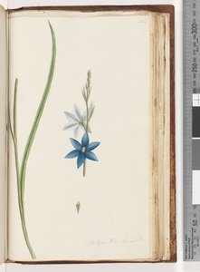 Pagina 204. Thelymitra ixiodes / Orchidea del Sole Maculata da Unknown artist