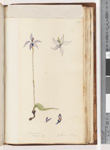 Pagina 205. Glossodia da Unknown artist