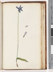 Pagina 207. Arethusa pilosa / orchidea labbro di cera da Unknown