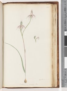 Pagina 208. Arethusa certe? Caladenia carnea da Unknown artist