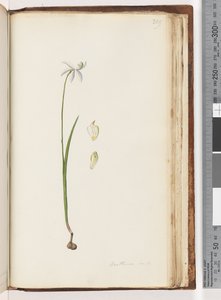 Pagina 209. Arethusa certe? da Unknown artist