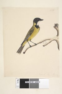 Pachycephala pectoralis, maschio